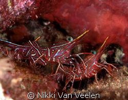 Durban dancing shrimp taken at Nabq Park with E300. by Nikki Van Veelen 